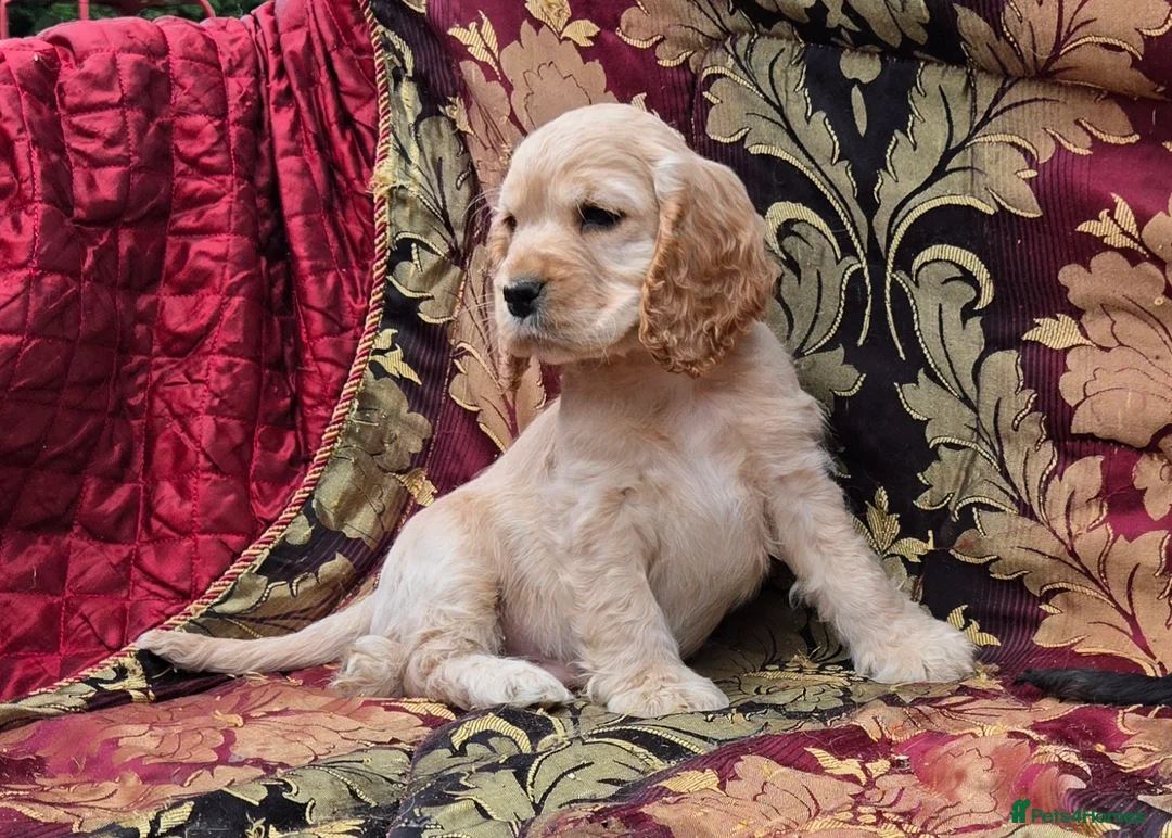 Cocker Spaniel dogs for sale: Stunning litter of cocker spaniel pups ready now. - Advert 18