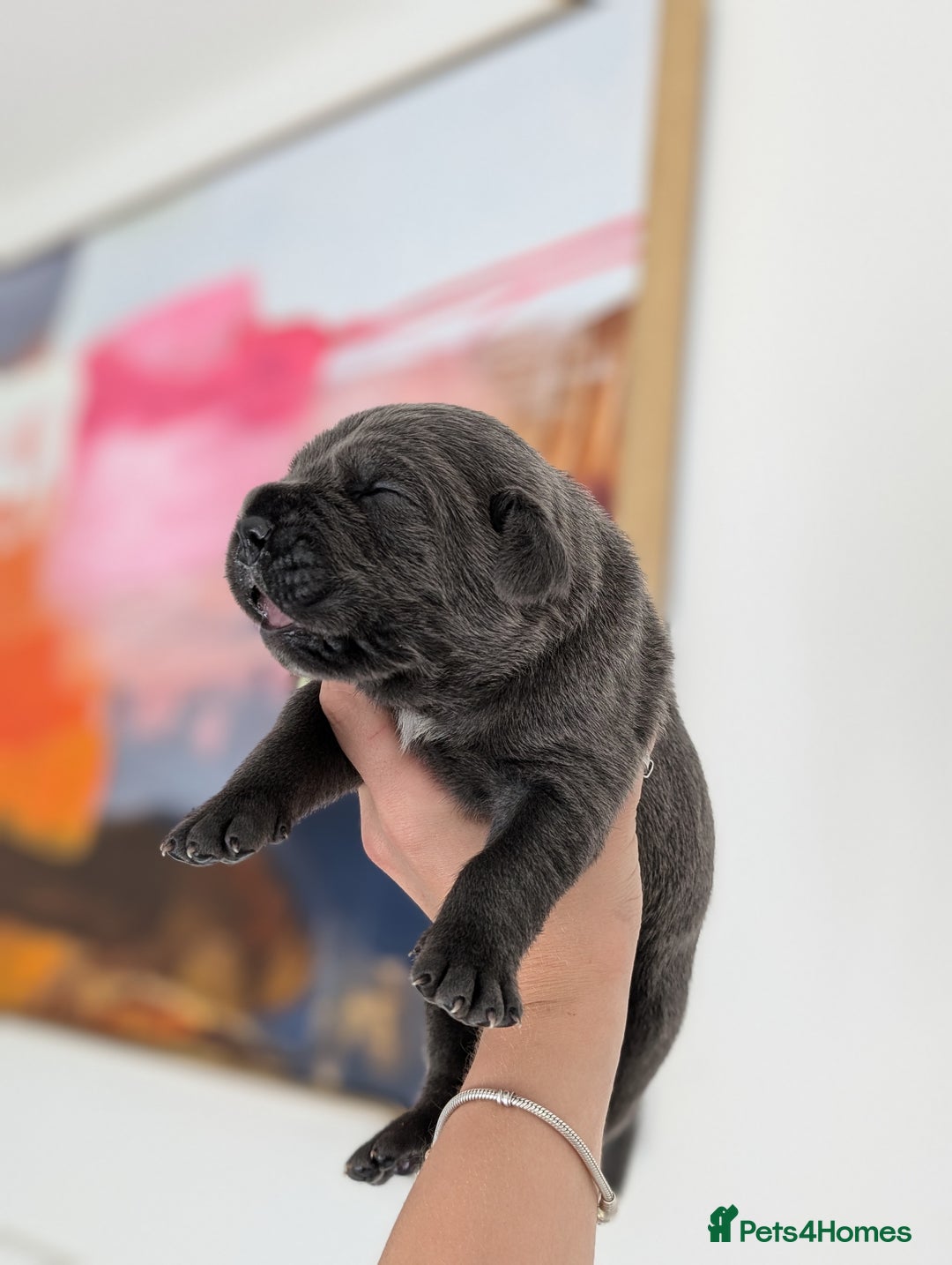 Cane Corso dogs for sale: European cane corsos  - Image 4