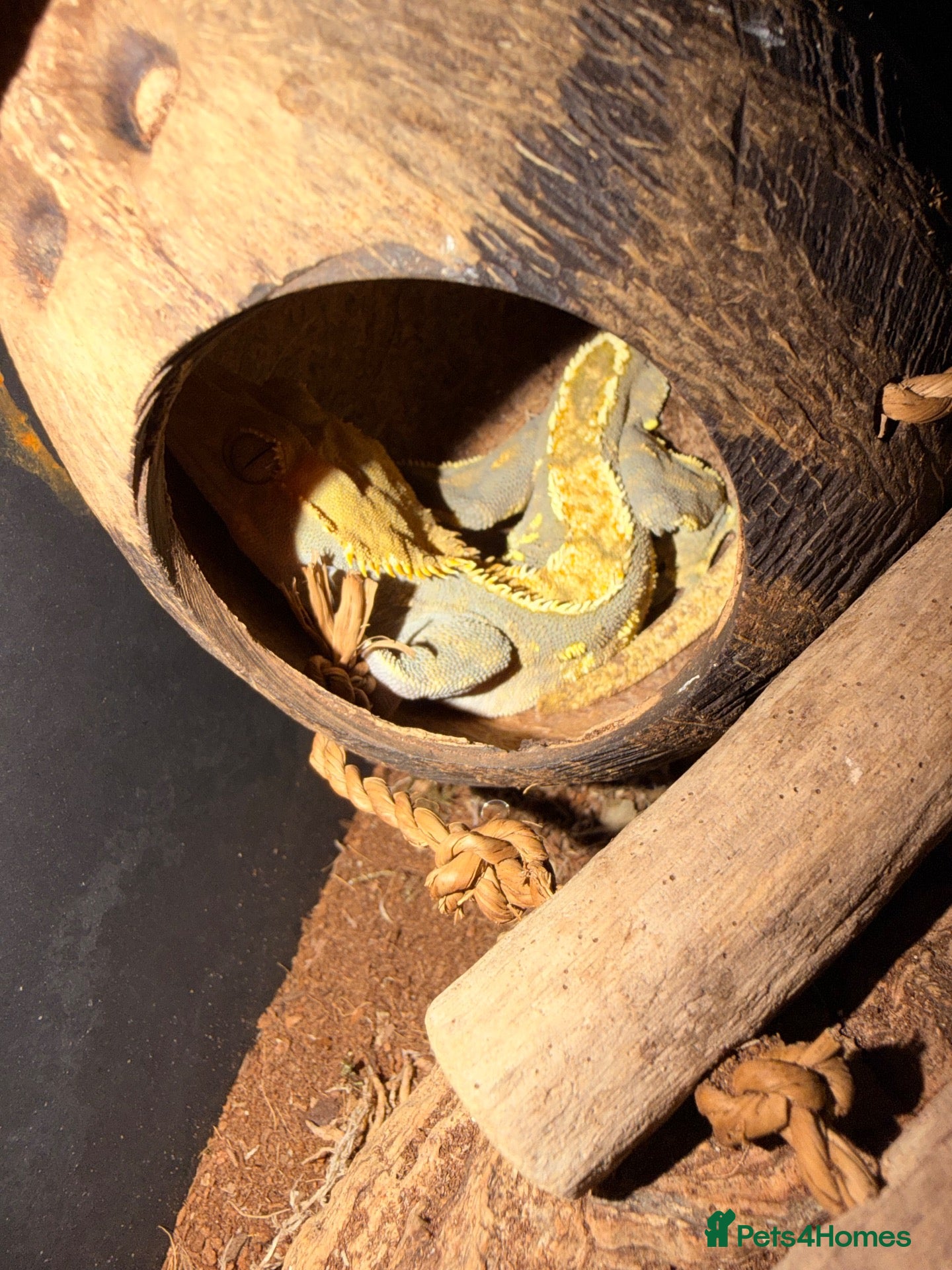 Gecko reptiles Crested gecko breeding pair - Advert 6