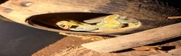 Gecko reptiles for sale: Crested gecko breeding collection  - Advert 6
