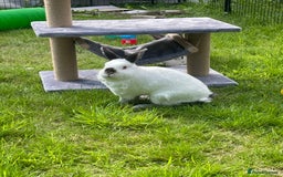 English Spot rabbits for sale: Bonded pair male and female around 4 years - Image 5