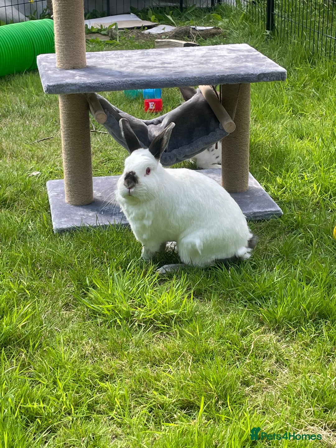 English Spot rabbits for sale: Bonded pair male and female around 4 years - Image 5