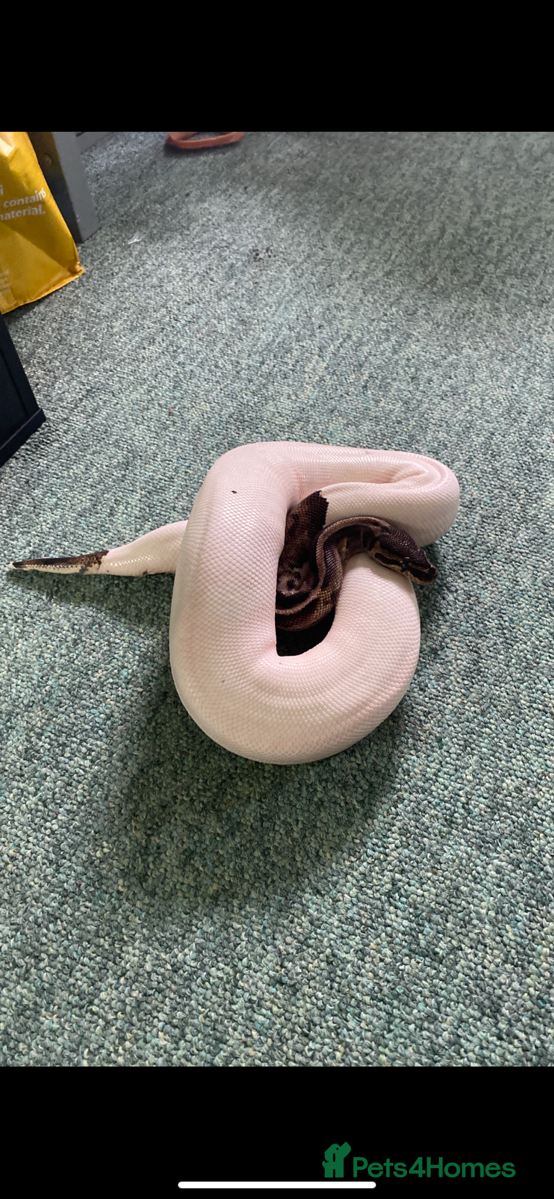 Python Snake reptiles for sale: Pied ball Python for sale  - Image 5
