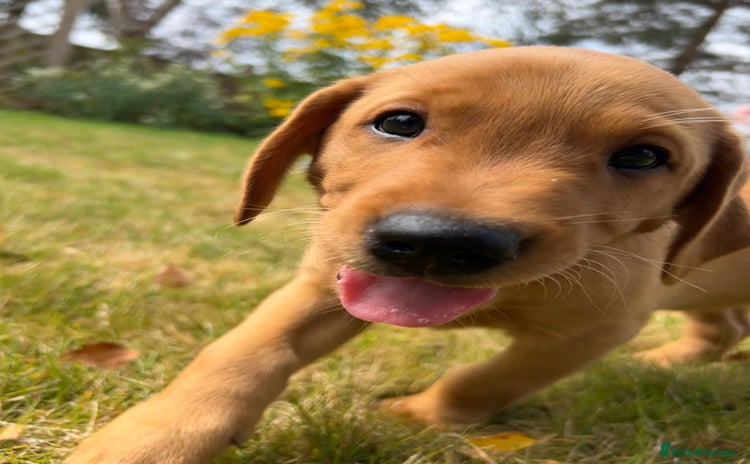 Labrador Retriever dogs - Advert 6
