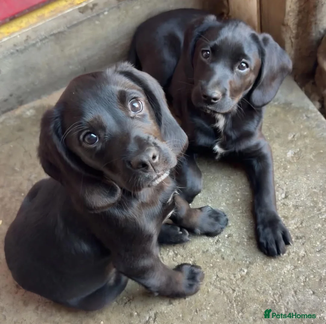 Cockerdor dogs for sale: Gorgeous Cockerdor Pups - Advert 3