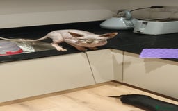 Sphynx cats for sale: Pajelly Sphynx Cat - Advert 2