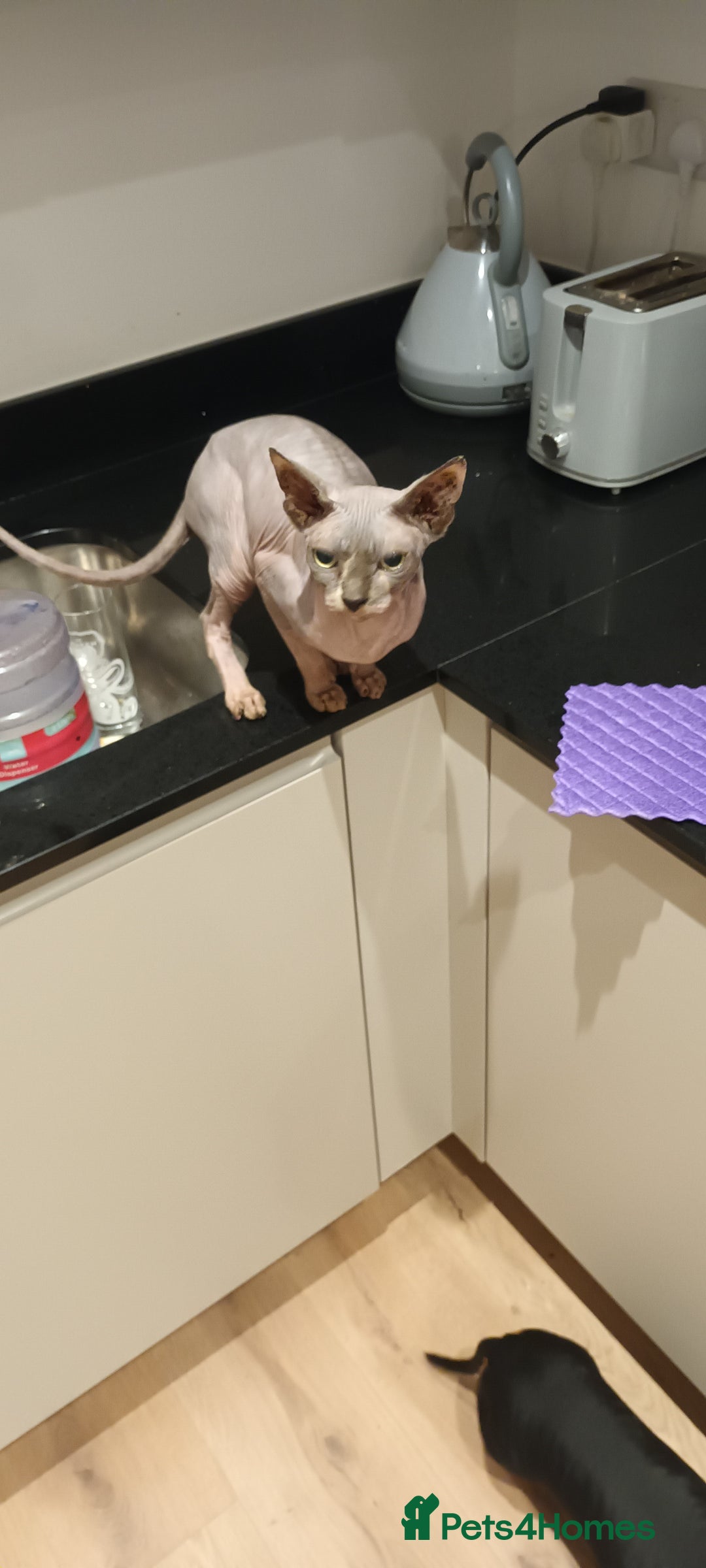 Sphynx cats for sale: Pajelly Sphynx Cat - Advert 2