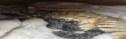 Mixed Breed cats for sale: Bengal mum - Advert 4