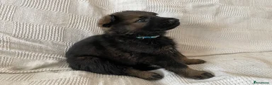 German Shepherd 2