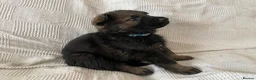 German Shepherd dogs for sale: GERMAN SHEPHERD PUPS WORKING LINE in Wigan - Advert 34