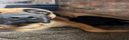 Standard Poodle dogs for stud: 2 Yrs old Standard Poodle Stud ready for servicing - Advert 2