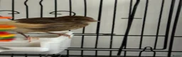 Canaries birds for sale: Beautiful young canary for sale  - Advert 2