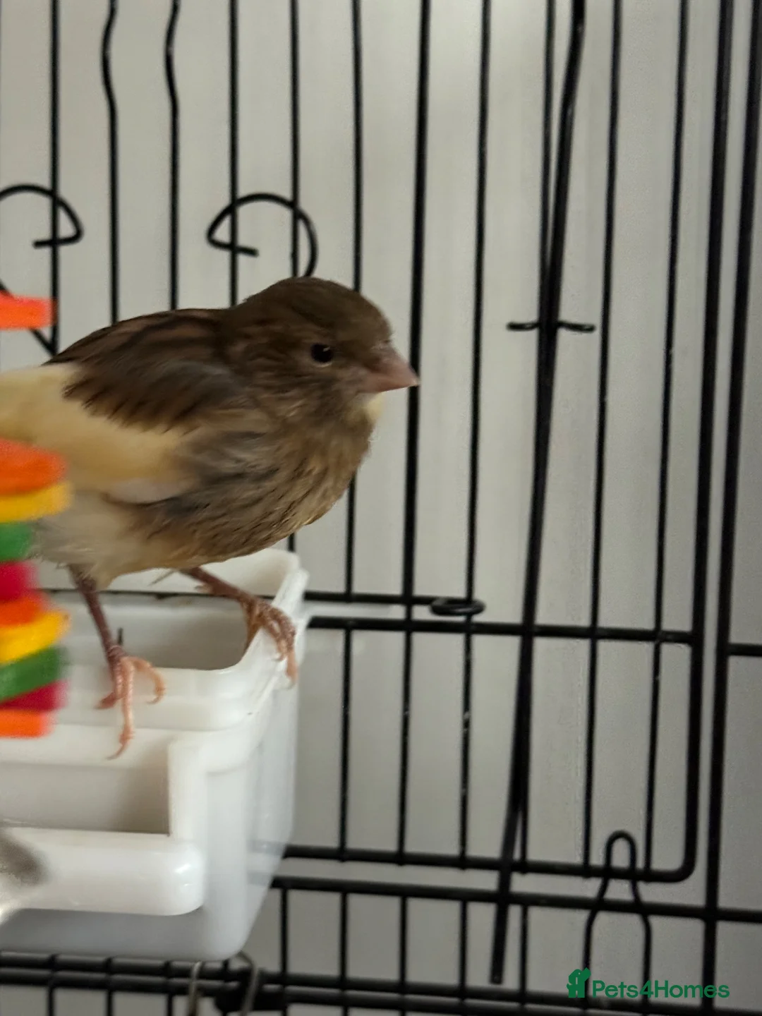 Canaries birds for sale: Beautiful young canary for sale  - Advert 2