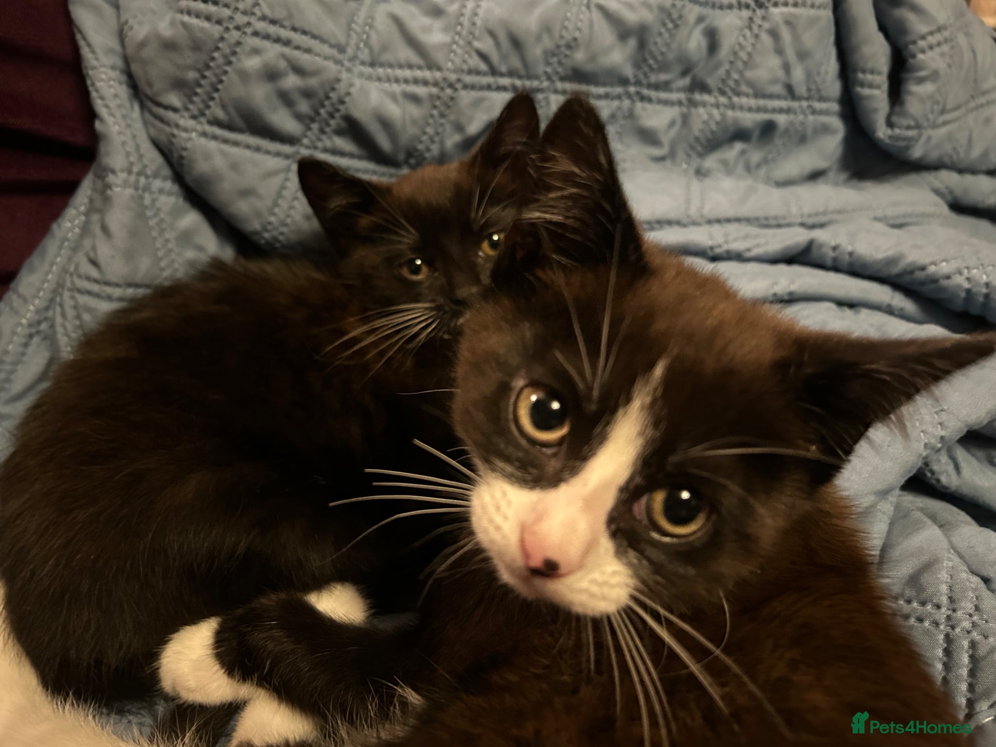 Mixed Breed cats Playful, confident and smart kitties! - Advert 2