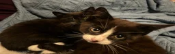 Mixed Breed cats for sale: Playful, confident and smart kitties! in Winchester - Advert 1