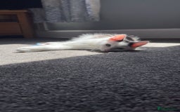 Mixed Breed cats for sale: urgent rehome - Advert 8