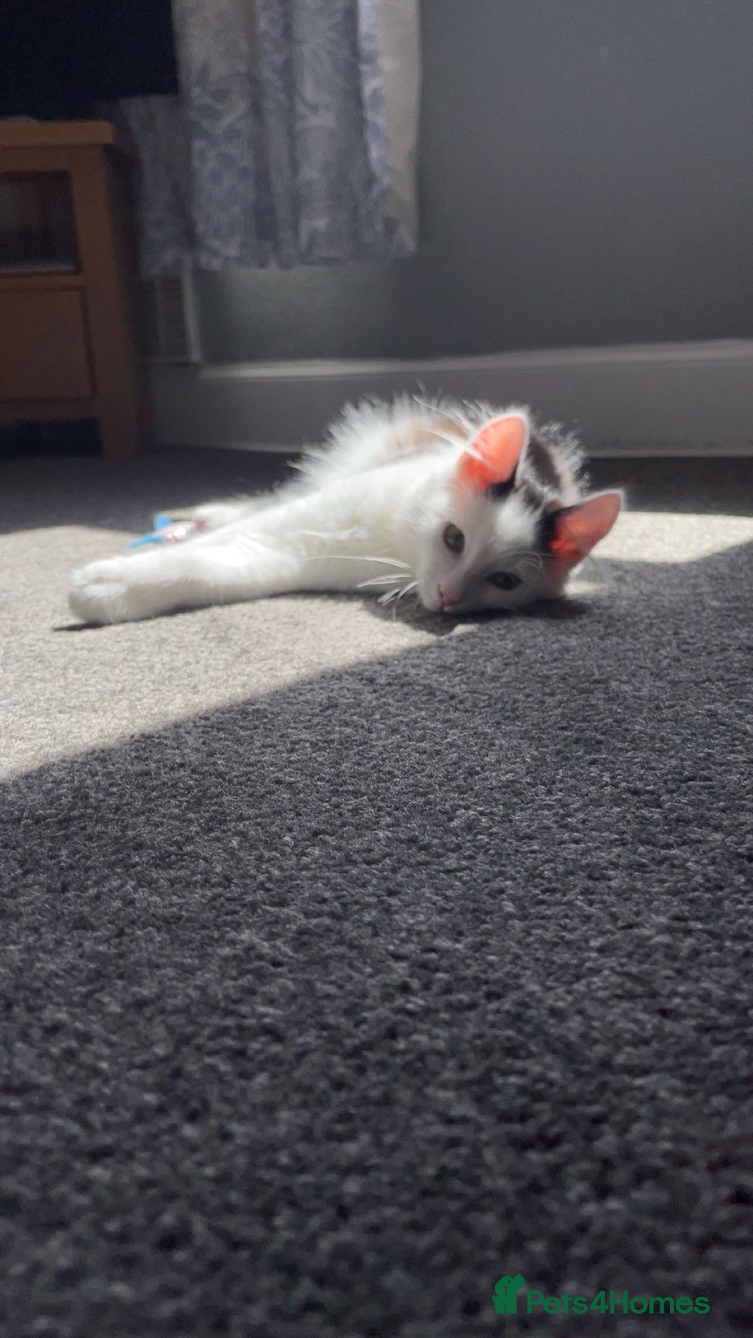 Mixed Breed cats for sale: urgent rehome - Advert 8