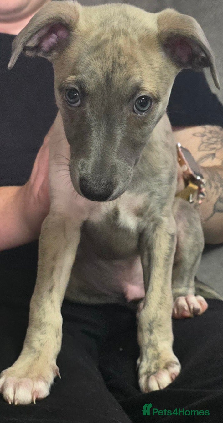 Whippet dogs The most precious! Kc wippets 🐶 boys & girls   - Advert 2