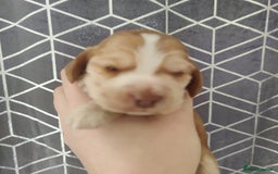 Cocker Spaniel dogs for sale: Show Type Cocker Spaniels Health Tested Parents  - Image 32