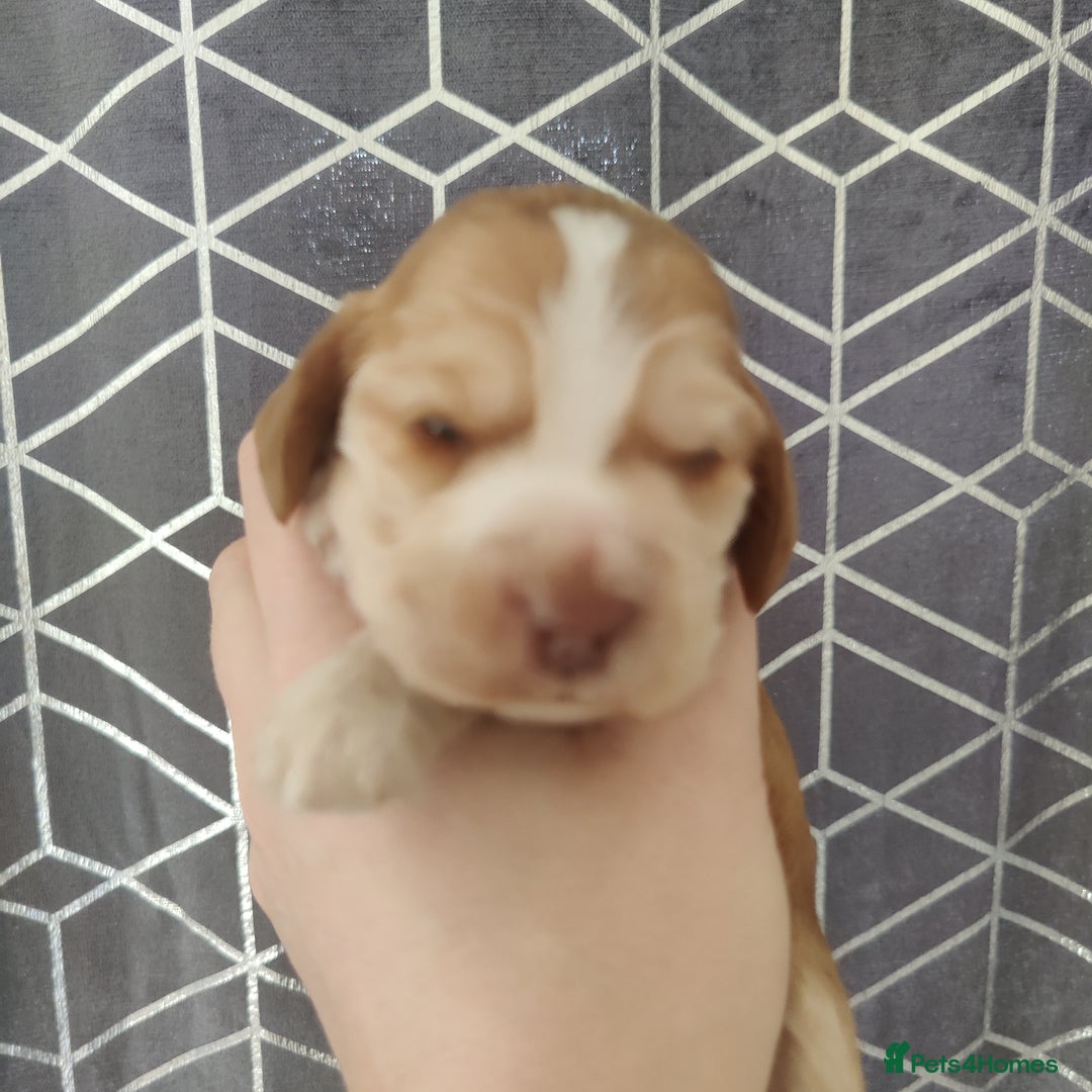 Cocker Spaniel dogs for sale: Show Type Cocker Spaniels Health Tested Parents  - Image 32