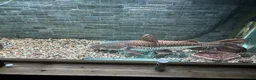 Catfish fish for sale: Red tail x tiger shovel nose  in Stafford - Advert 2