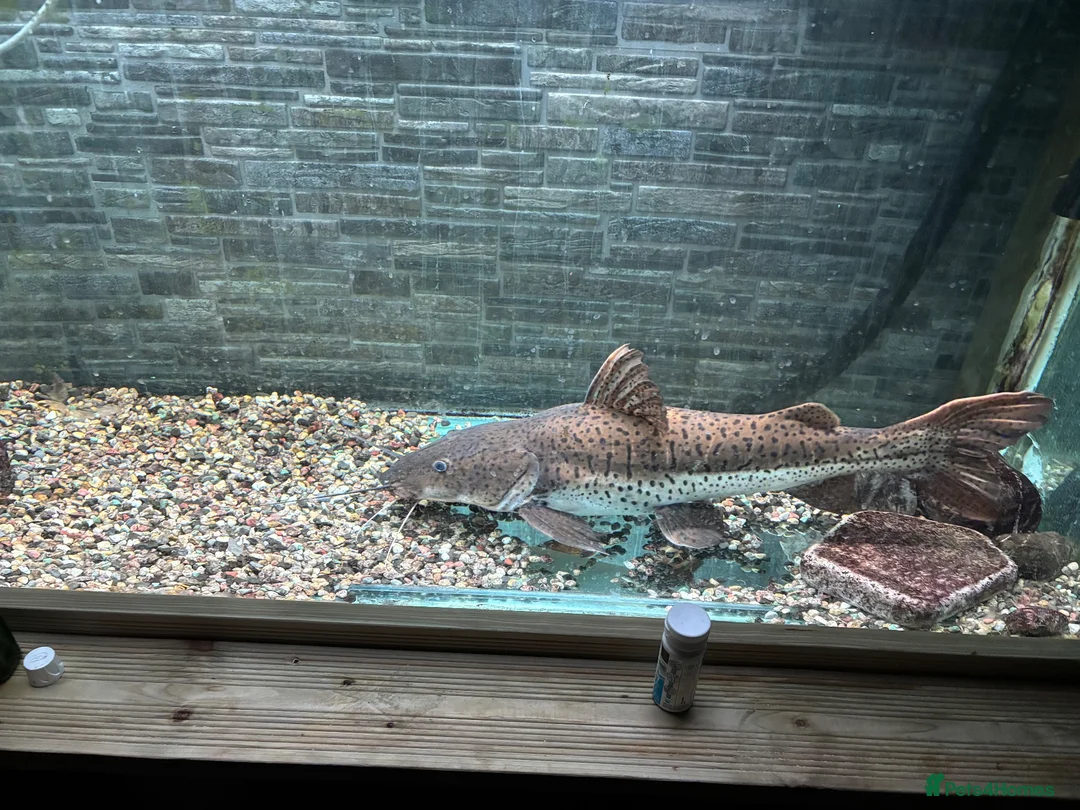 Catfish fish for sale: Red tail x tiger shovel nose  in Stafford - Advert 2