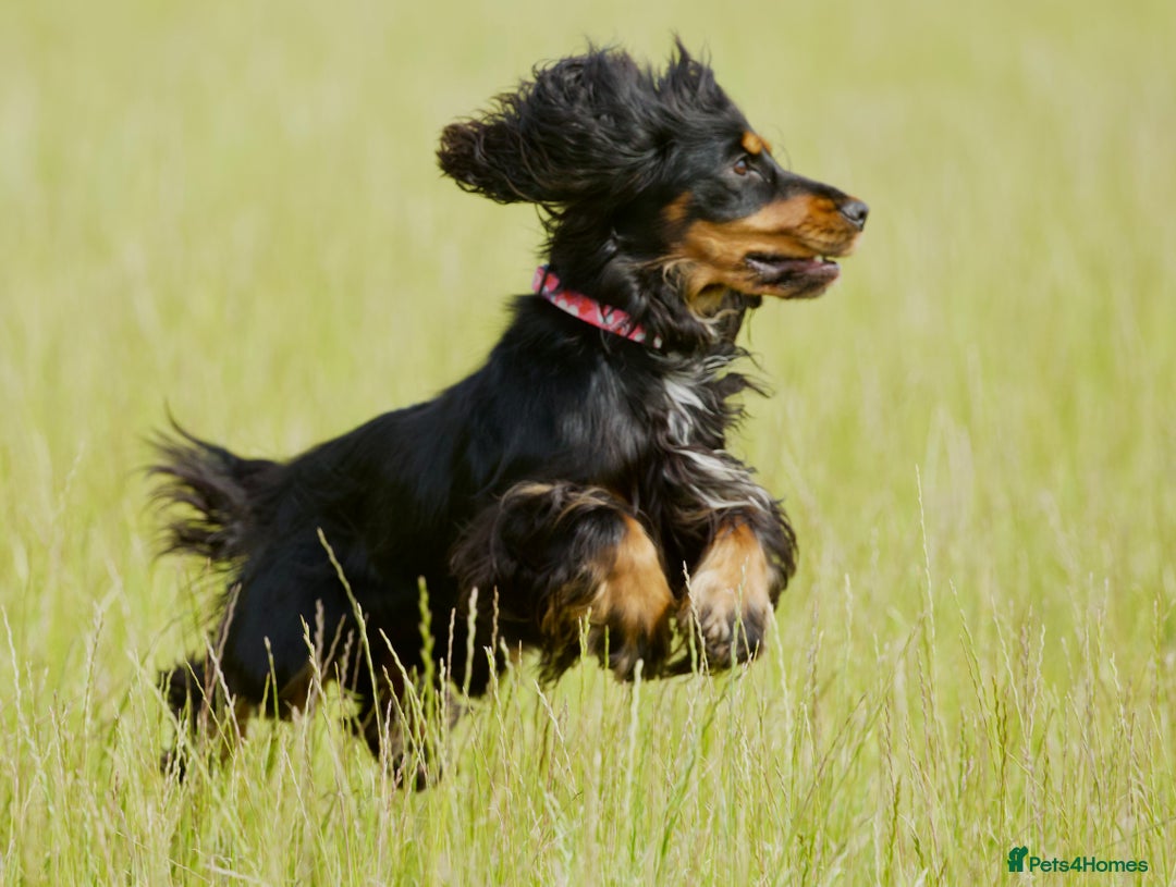 Cocker Spaniel dogs for sale: Show cocker spaniel puppies  - Advert 11