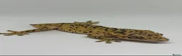 Gecko reptiles for sale: Crested Geckos Sale Essex/Upminster  - Advert 5