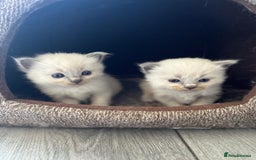 Ragdoll cats for sale: 5 Gorgeous TICA Ragdoll Kittens - Image 11