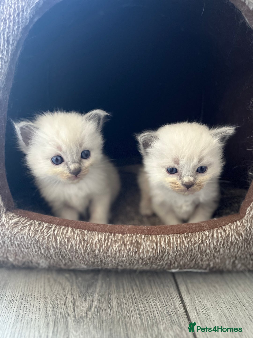 Ragdoll cats for sale: 5 Gorgeous TICA Ragdoll Kittens - Image 11