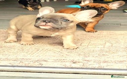 French Bulldog dogs for sale: French bulldog  - Image 6