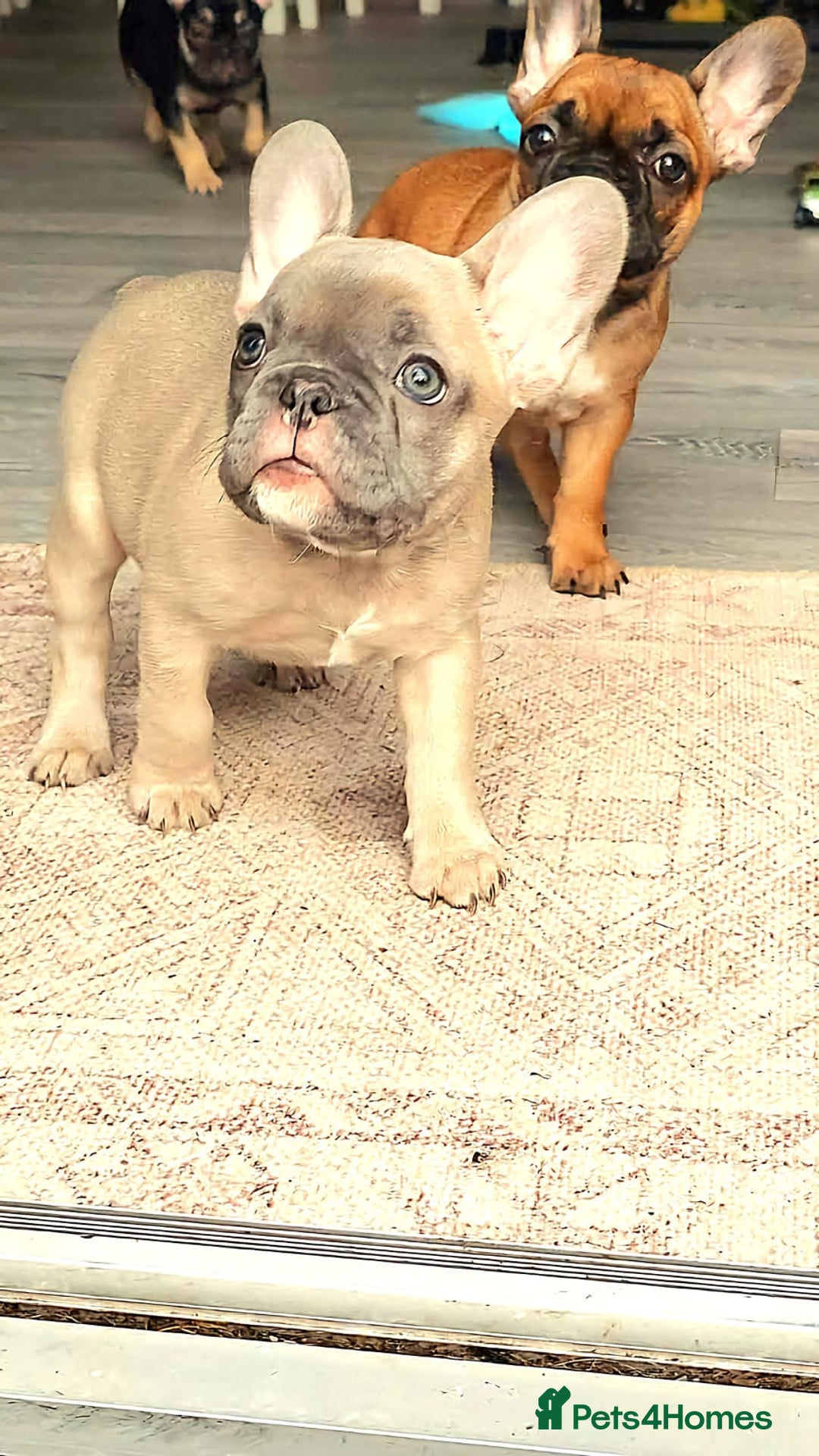 French Bulldog dogs for sale: French bulldog  - Image 6