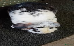 Mini Lop rabbits for sale: Mini Lop for sale  - Image 3