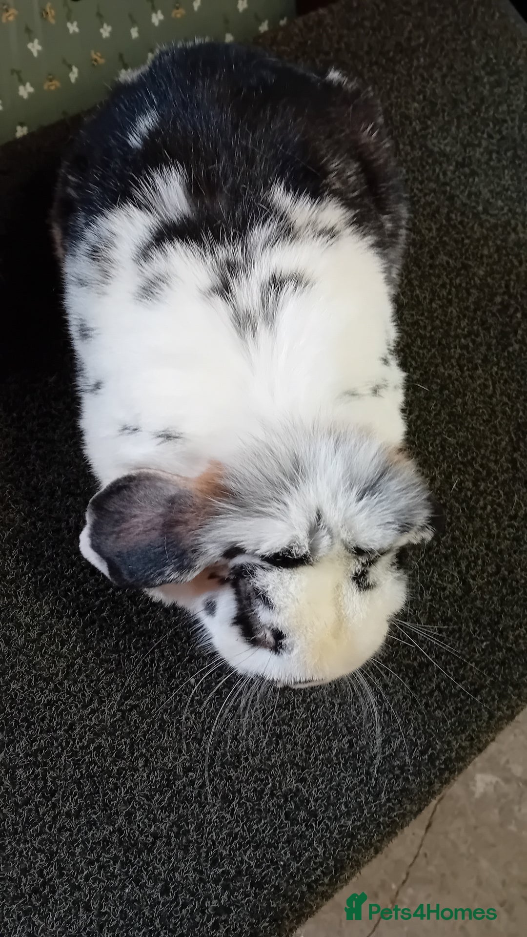 Mini Lop rabbits for sale: Mini Lop for sale  - Image 3