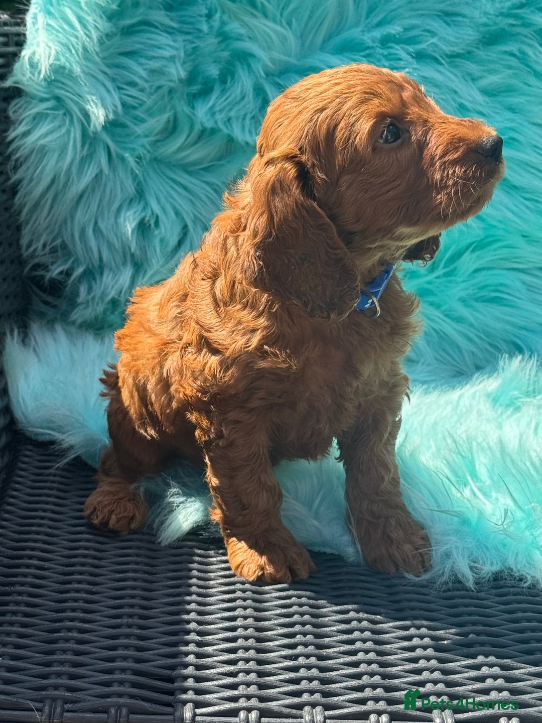 Cockapoo dogs for sale: Stunning Cockerpoo’s available  - Image 13