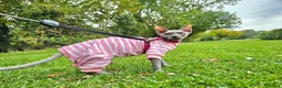 Sphynx cats for sale: Female Sphynx looking for loving home in Tonbridge - Advert 13