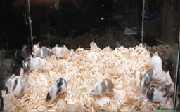 Mouse rodents for sale: Baby Female Fancy Pet Mice - Image 9