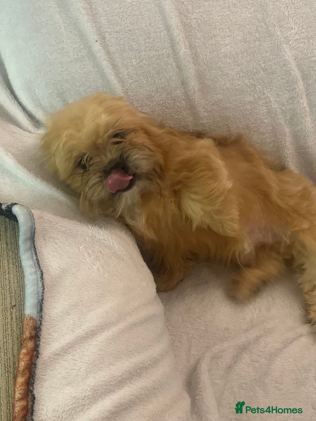 Mixed Breed dogs for sale: Shih-tzu x Pomeranian puppies for sale - Image 5