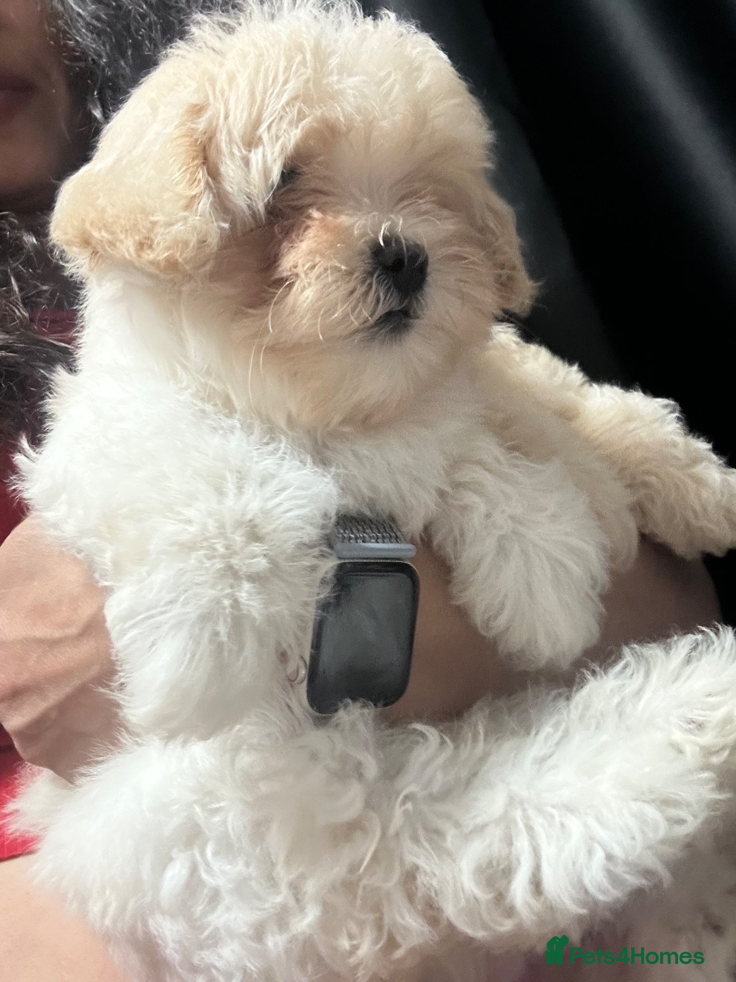 Maltipoo dogs Last Russian Toy Poodle&Korean Maltese Male Puppy - Advert 18