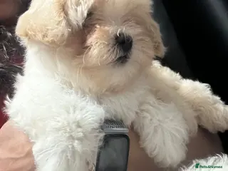 Maltipoo dogs Last Russian Toy Poodle&Korean Maltese Male Puppy - Advert 18