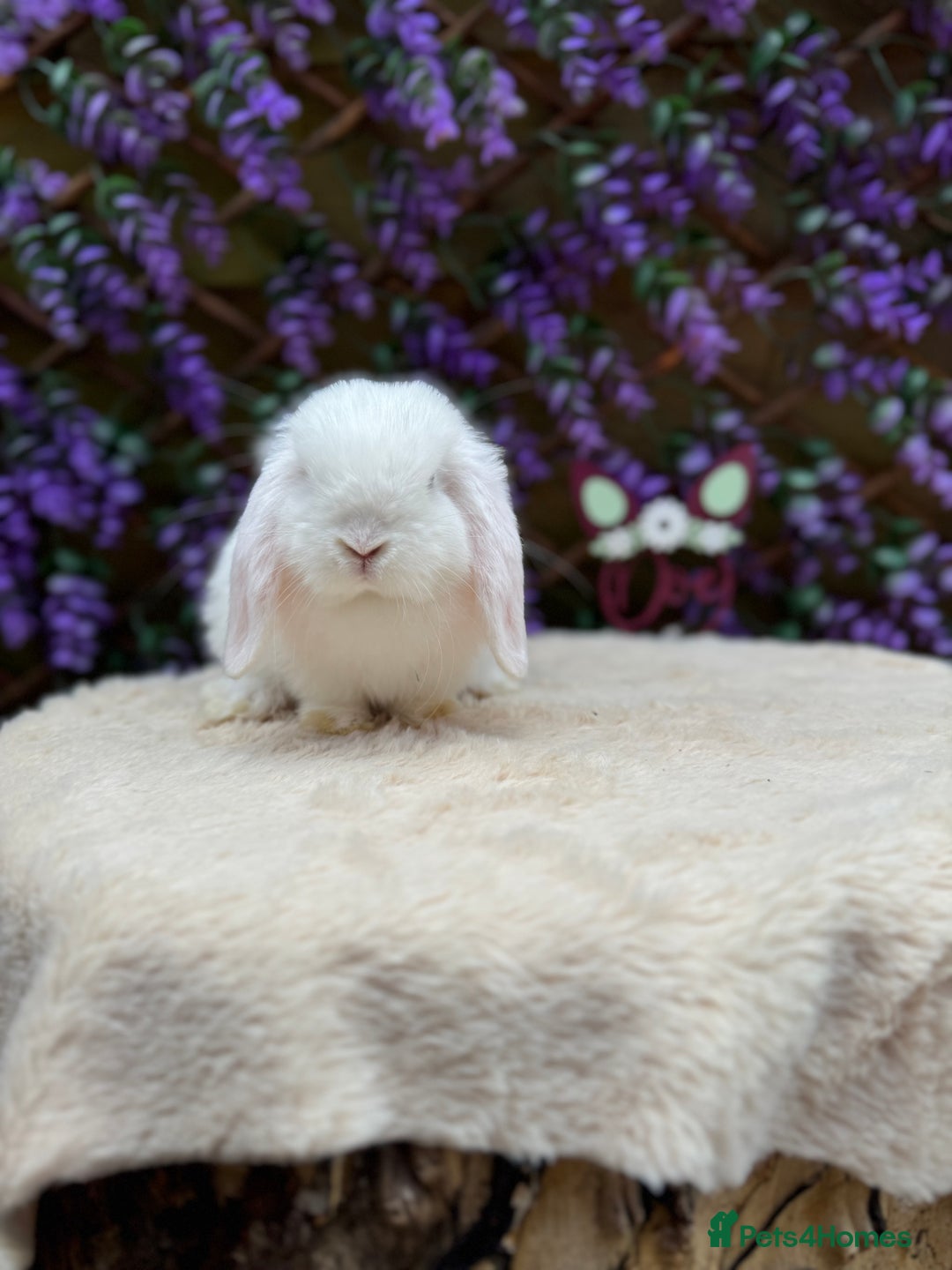 Mini Lop rabbits for sale: Mini lop sibling pair  - Image 19