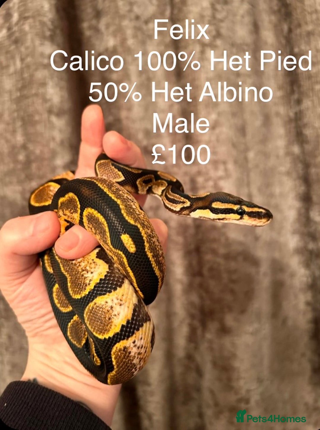 Python Snake reptiles for sale: Royal Python & Hognose - Advert 2