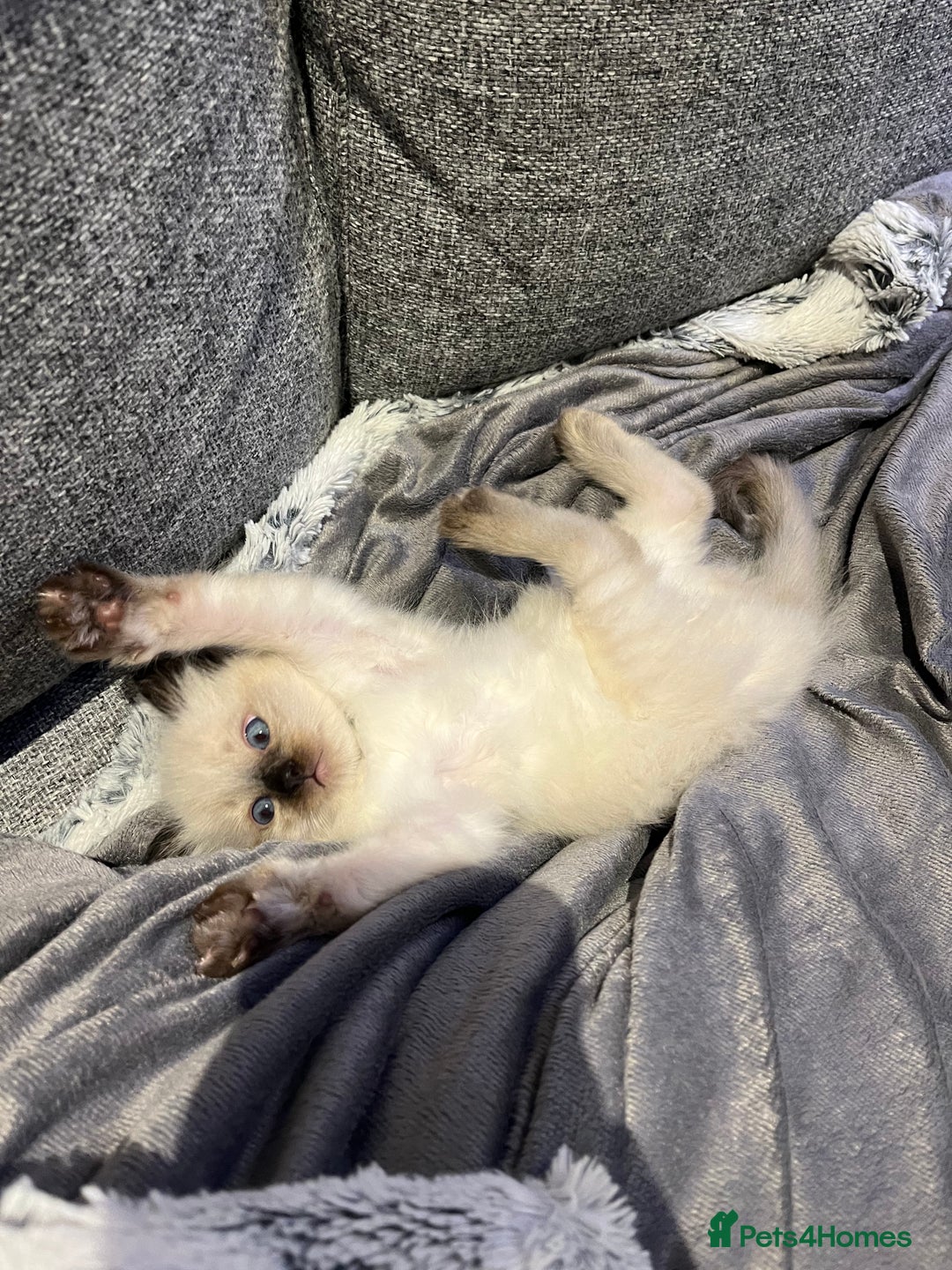 Ragdoll cats for sale: Black point Ragdoll Kittens🖤 - Advert 10