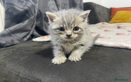 British Shorthair cats for sale: British shorthair kittens responsibly bred - Image 16