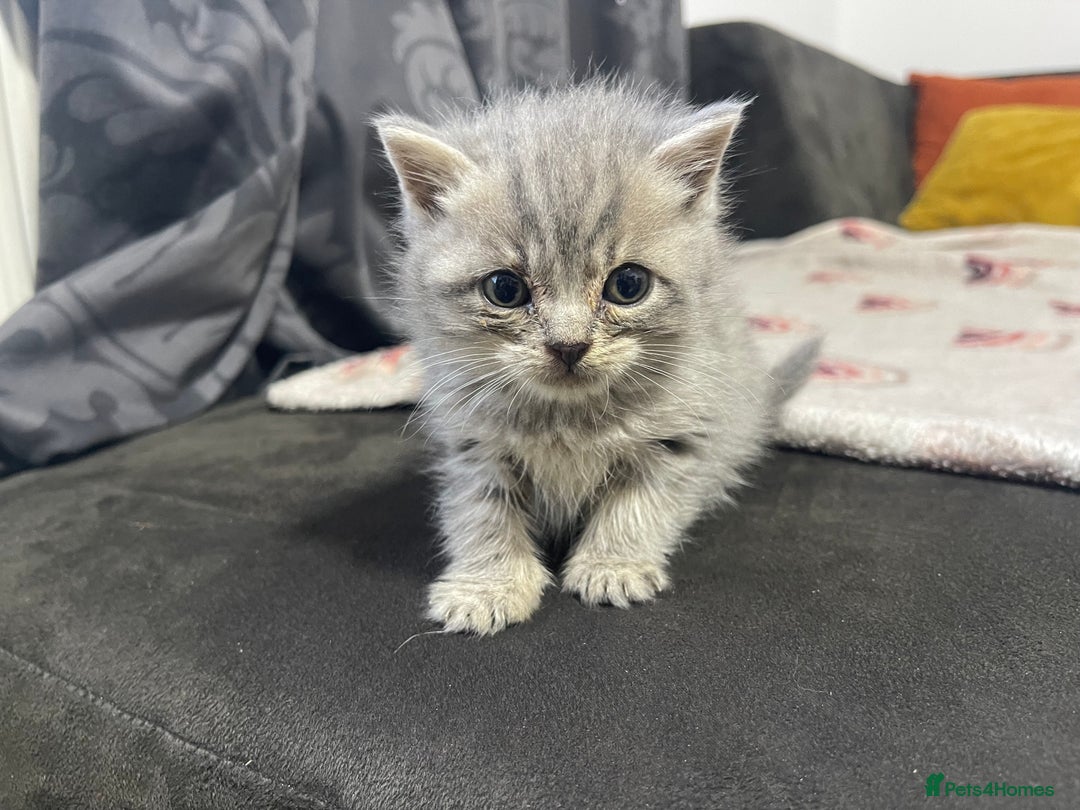 British Shorthair cats for sale: British shorthair kittens responsibly bred - Image 16