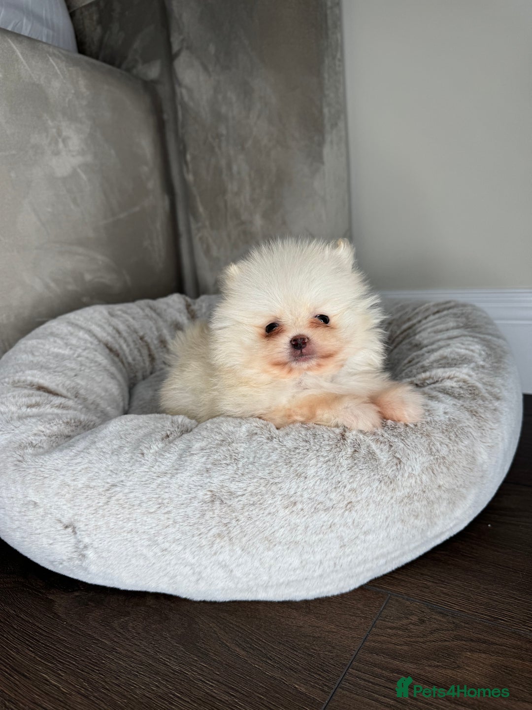 Pomeranian dogs for sale: 3 TEDDY KC POMERANIANS LEFT 🐶 - Advert 9