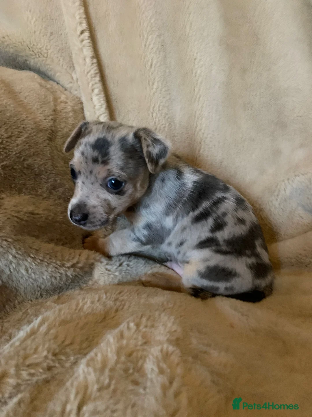 Jack Russell dogs for sale: Exceptional unusual coloured mini JR puppies - Advert 14