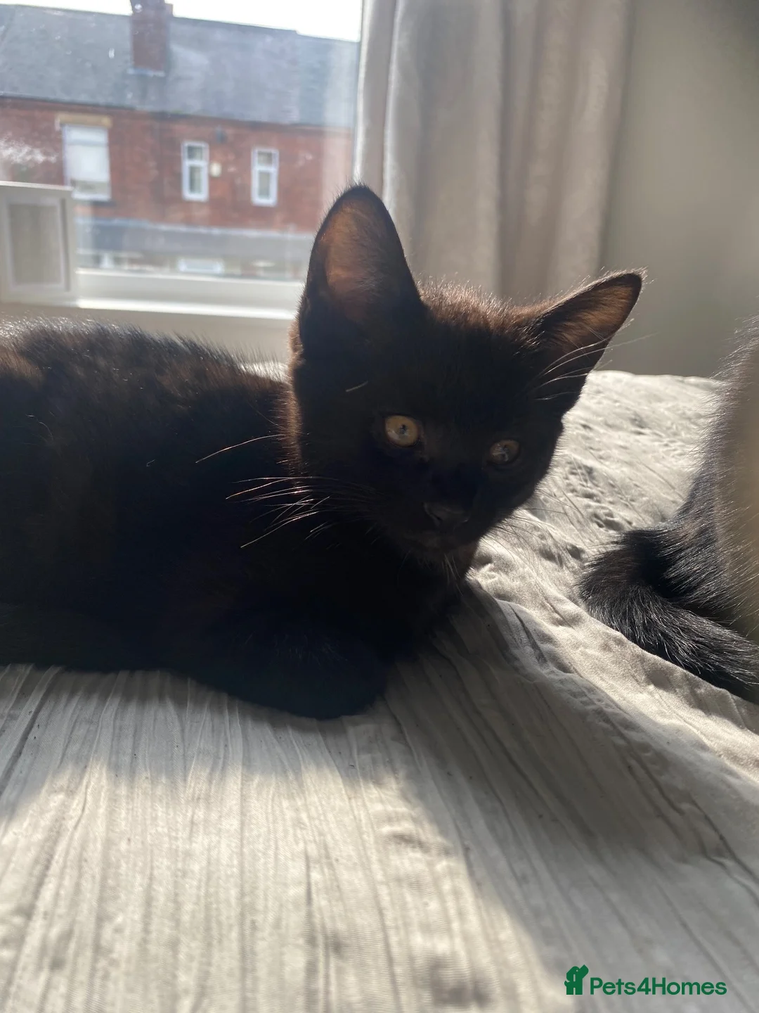British Shorthair cats for sale: Two beautiful little girls - Advert 2