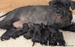 Miniature Schnauzer dogs for sale: Fully Health Tested,Kc Reg'd Mini Schnauzer Pups  - Image 1