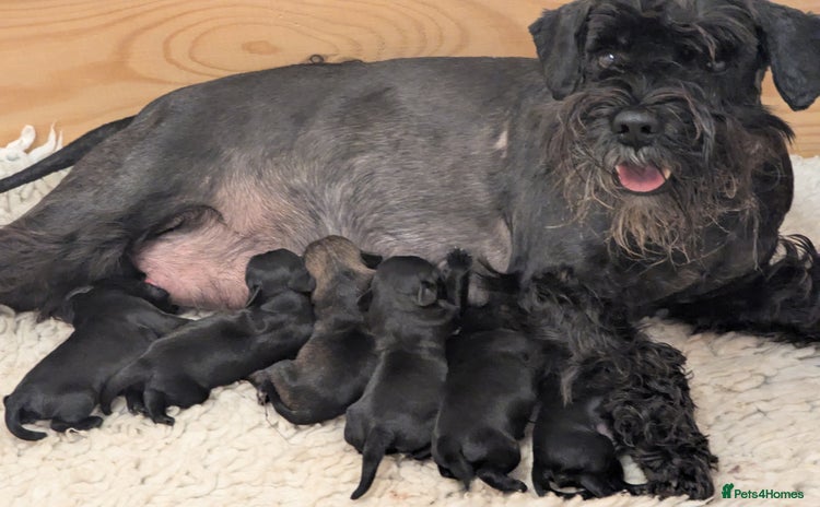 Miniature Schnauzer dogs - Advert 1